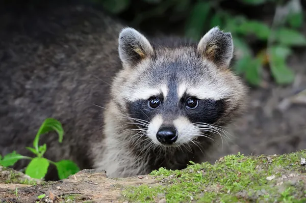 Mapache. — Foto de Stock