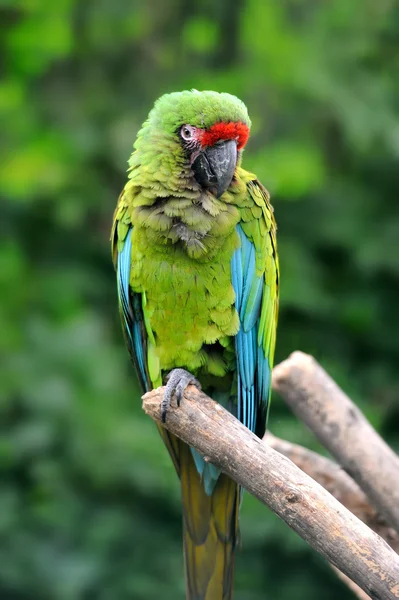 Oiseau perroquet (Ara sévère) ) — Photo