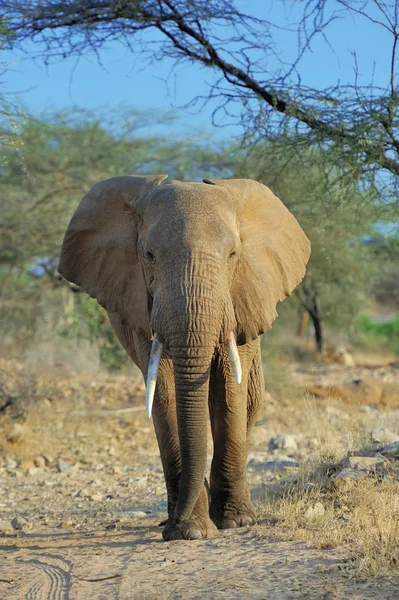 Elefant — Stockfoto