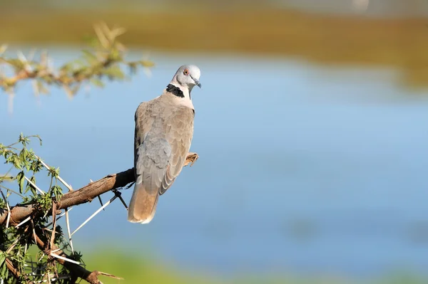 Ring-necked Dove — Stock Photo, Image