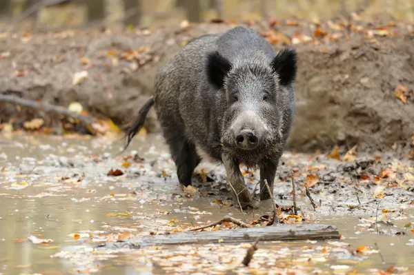 Wild boar — Stock Photo, Image