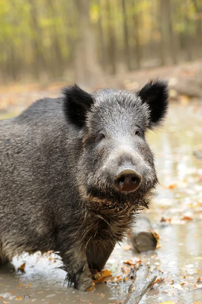 Wilde zwijnen — Stockfoto