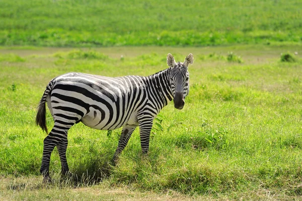 Zebra — Stockfoto