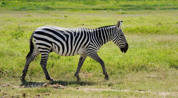 Zebra. — Fotografia de Stock