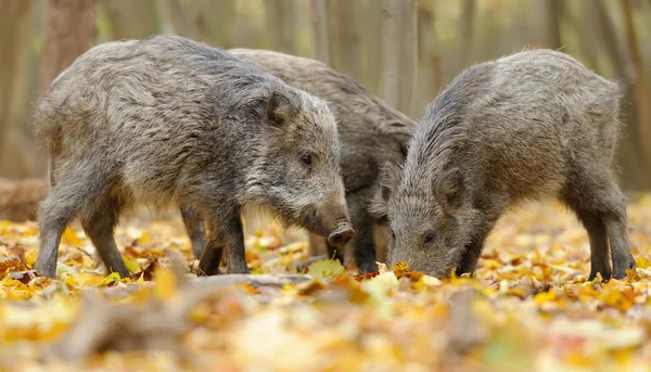 Wildschweine — Stockfoto