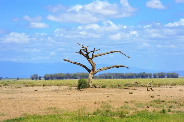 Savana — Foto Stock