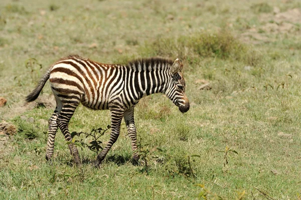 Baby zebra — Stockfoto