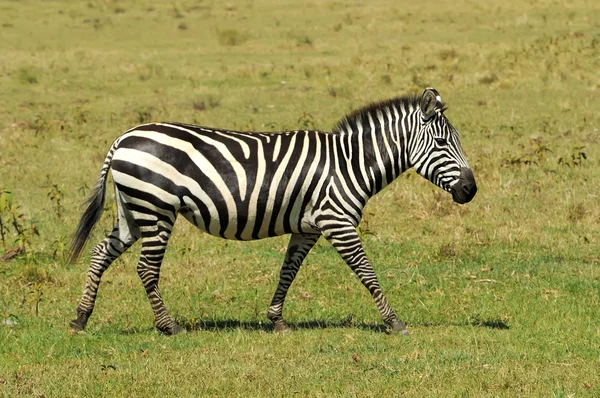 Zebra. — Fotografia de Stock