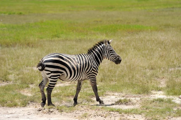 Zebra. — Fotografia de Stock