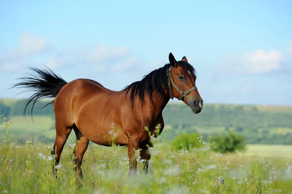 Häst — Stockfoto