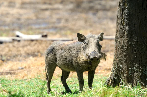 Warzenschwein — Stockfoto