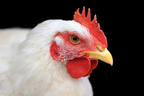White chicken — Stock Photo, Image