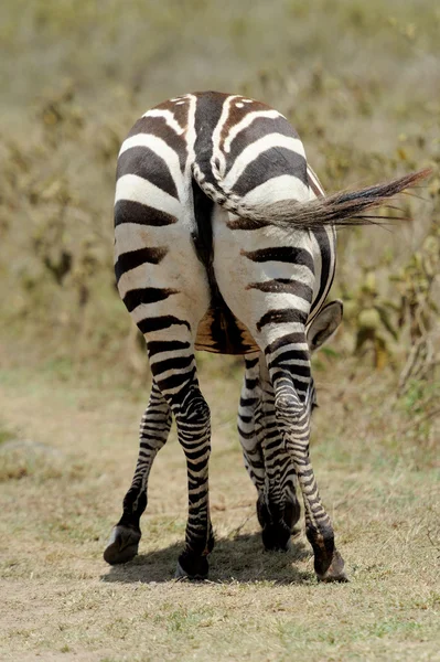 Zebra tail — Stock Photo, Image