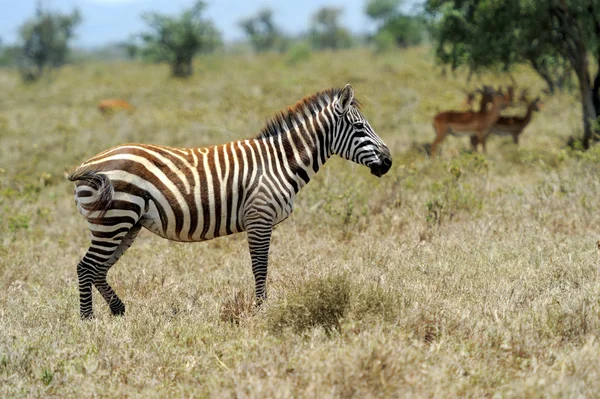 Zebra. — Fotografia de Stock