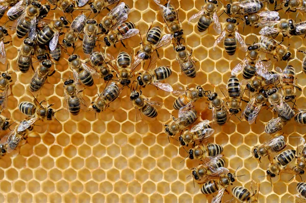 Vue rapprochée des abeilles en activité — Photo