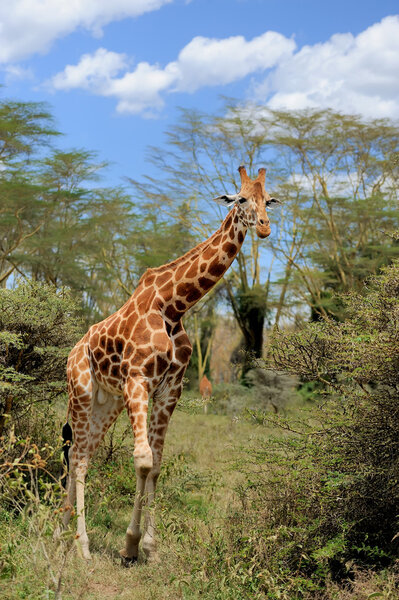 Giraffe