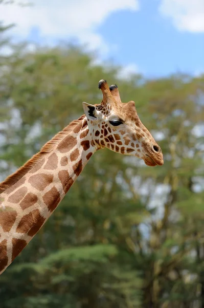 Giraffe — Stockfoto