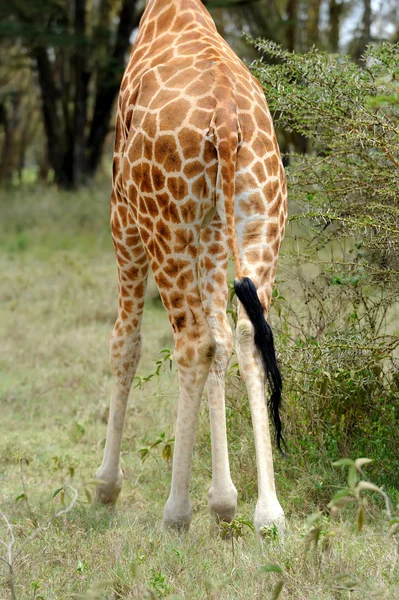 Giraffe tail — Stock Photo, Image