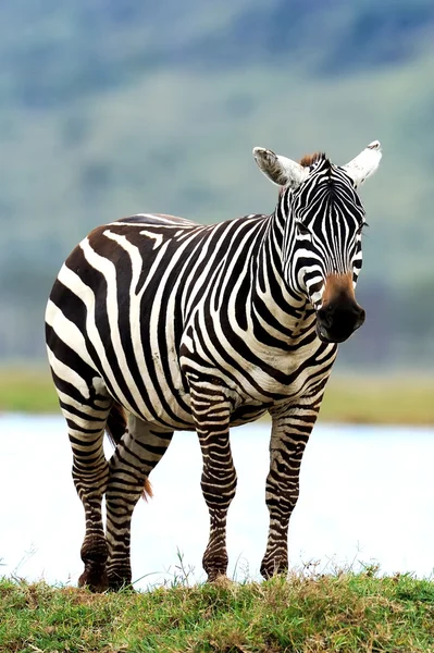 Zebra — Stock fotografie