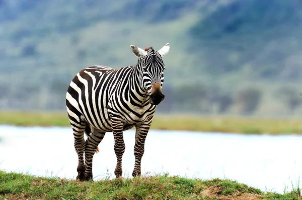 Zebra. — Fotografia de Stock