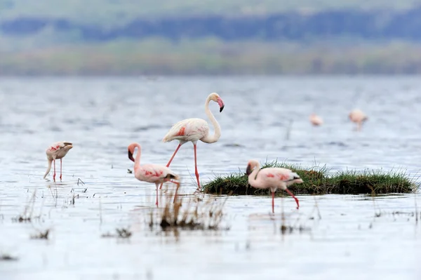 Flamingo — Stockfoto