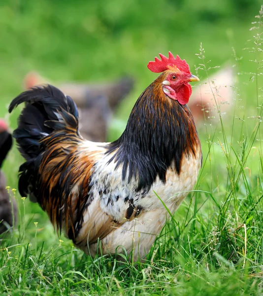 Rooster — Stock Photo, Image