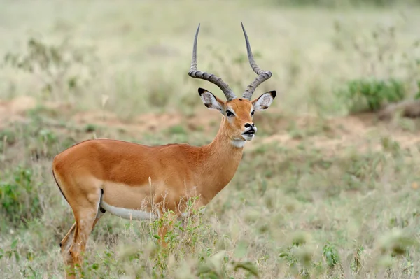 Impala — Stockfoto