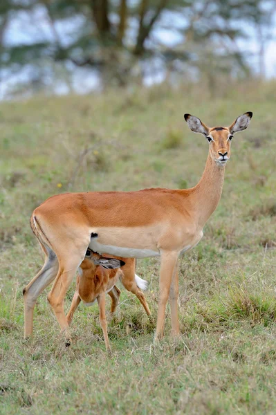Baby impala med sin mor — Stockfoto