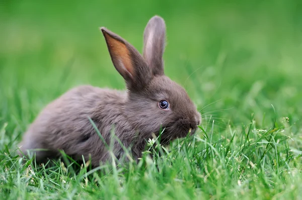 토끼 가 풀밭에 앉아 — 스톡 사진