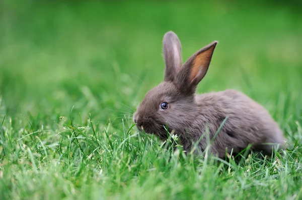Conejo en la hierba — Foto de Stock