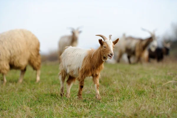 Cabra en el prado — Foto de Stock