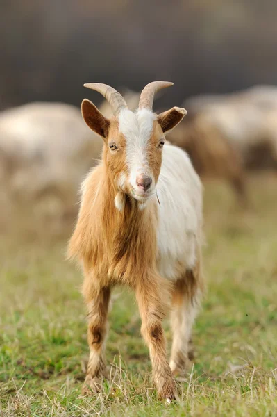 Koza v louce — Stock fotografie