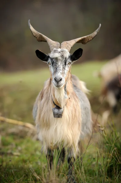 ヤギの草原 — ストック写真