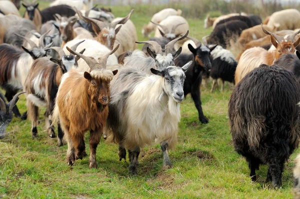 Koza v louce — Stock fotografie