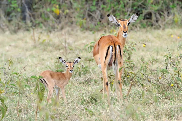 Impala bebé con su madre — Foto de Stock