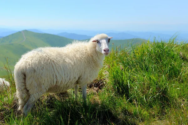 Ovejas en la montaña — Foto de Stock