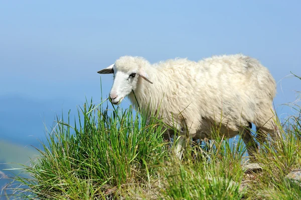 山の羊 — ストック写真