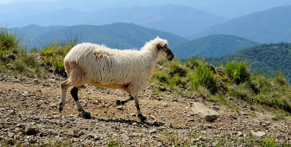 Ovejas en la montaña — Foto de Stock