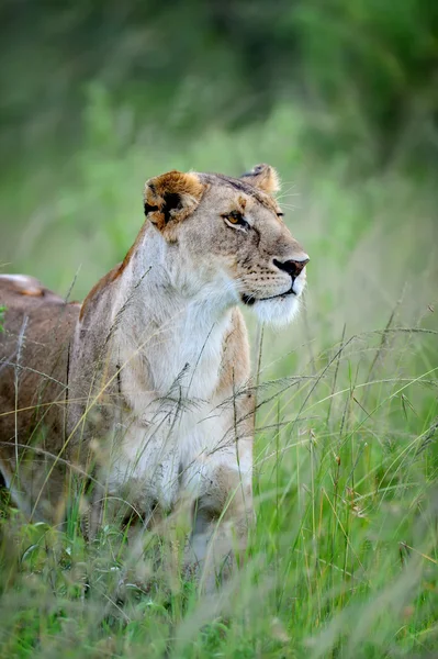 Lion — Stock Photo, Image