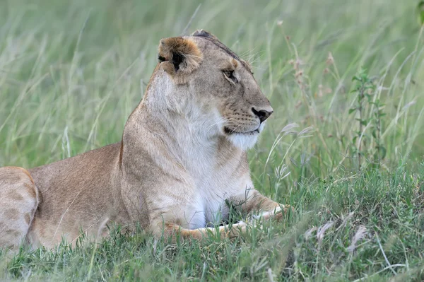 Löwe — Stockfoto