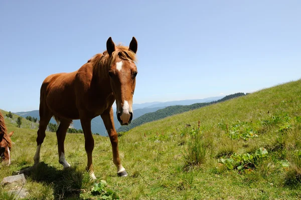 At dağ içinde — Stok fotoğraf