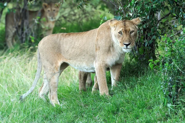 Lion — Stock Photo, Image