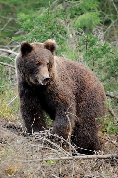 Big bear in forest — Stock Photo, Image