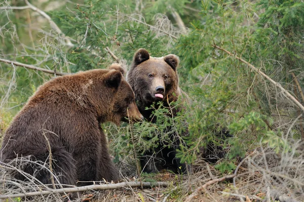 Big bear in forest — Stock Photo, Image