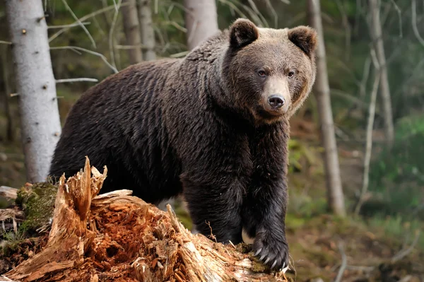 Великий ведмідь у лісі — стокове фото