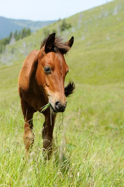 Horse in mountain — Stock Photo, Image
