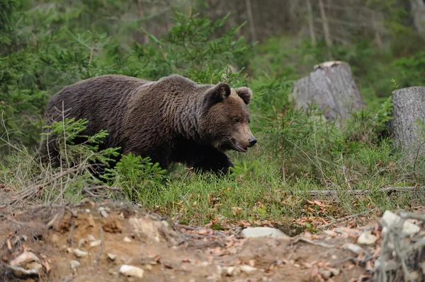 Wielki niedźwiedź w lesie — Zdjęcie stockowe