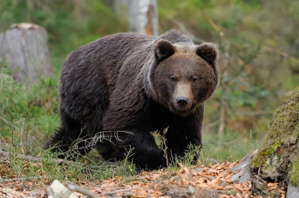 Wielki niedźwiedź w lesie — Zdjęcie stockowe