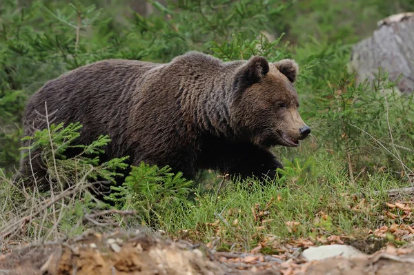 Big bear in forest — Stock Photo, Image