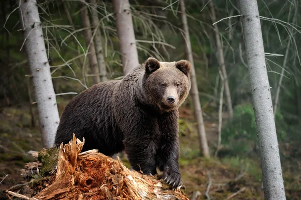 Nagy Medve erdőben — Stock Fotó